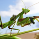 Image for article titled U.S. Escalates Campaign Against Spotted Lanternflies By Arming Praying Mantises